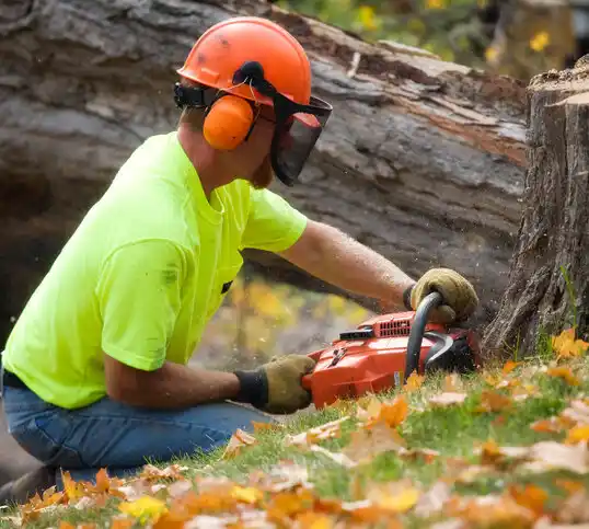 tree services Mahtomedi